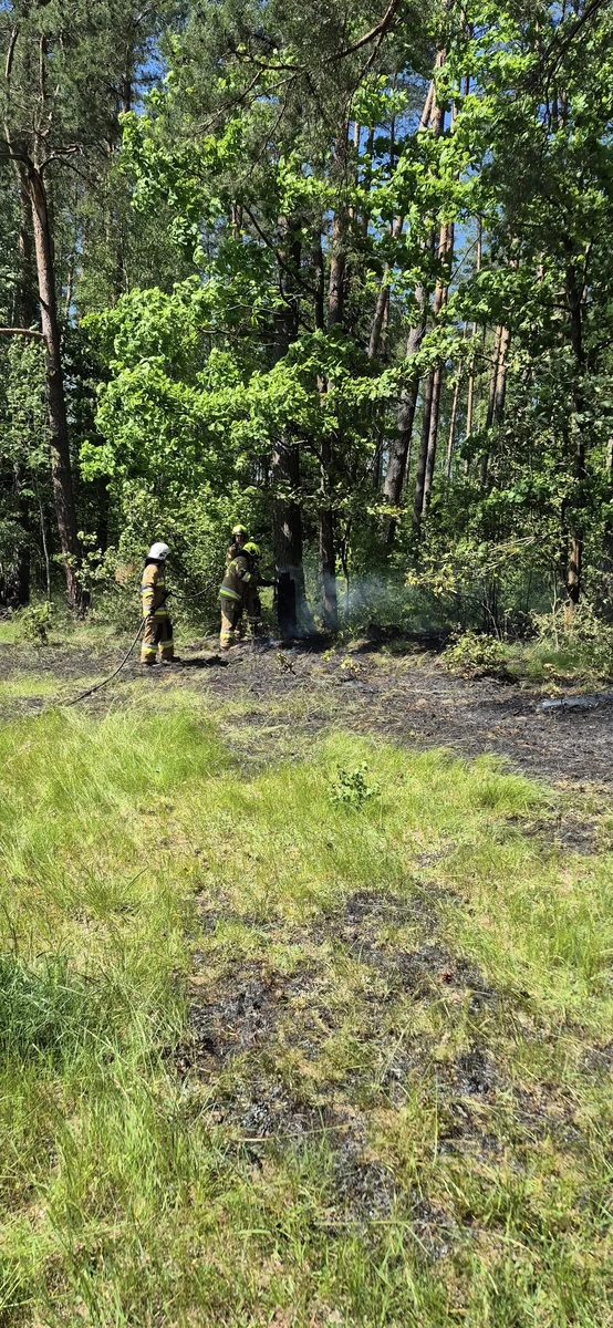Strażacy gaszący pożar ściółki leśnej w miejscowości Nitki w gminie Biała Piska – akcja gaśnicza w lesie