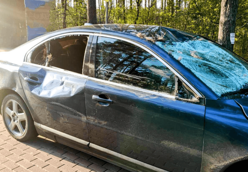 Uszkodzone Volvo po zderzeniu z łosiem stoi przy lesie.
