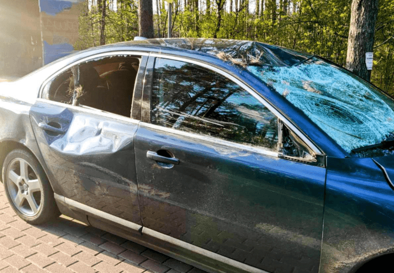 Uszkodzone Volvo po zderzeniu z łosiem stoi przy lesie.
